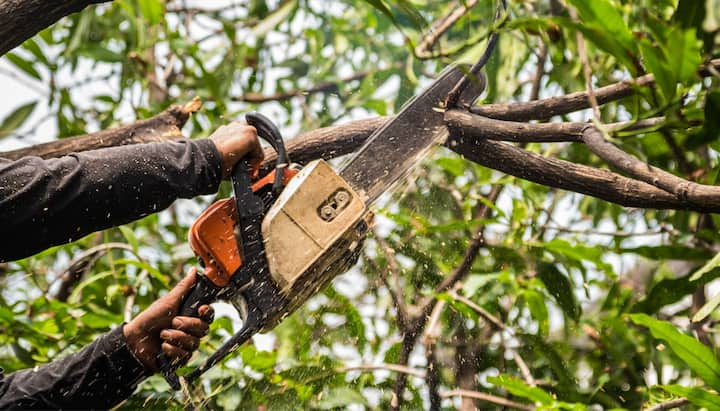 Expert Tree trimming services in Green Bay